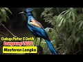 Download Lagu Rahasia Masteran Murai Batu Agar Gacor Terus