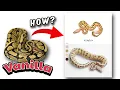Everything you need to know about the Vanilla gene