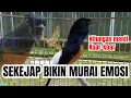 Lagu 🔥PANCINGAN murai batu gacor PAGI SANGAT MANJUR buat PANCINGAN murai batu agar CEPAT bunyi