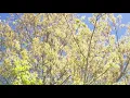 Metro Atlanta suffering through soaring pollen counts