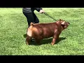 Duroc boar Viking