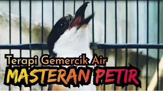 masteran cendet petir dengan gemercik air masteran plus terapi bikin burung rileks