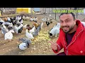 👨‍🌾 Babamla Çiftlik İşleri! - Tavuklara Cips Verdik 😅 - Gezen Tavuklar - Kış Bahçesine Soba Kurdum