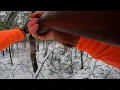 squirrel shot with 16 gauge Long Tom shotgun 36 inch barrel
