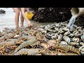 Download Lagu Xiao Zhang Found A Rare Treasure When He Went To The Sea, A Bucket Of Mantis Shrimp