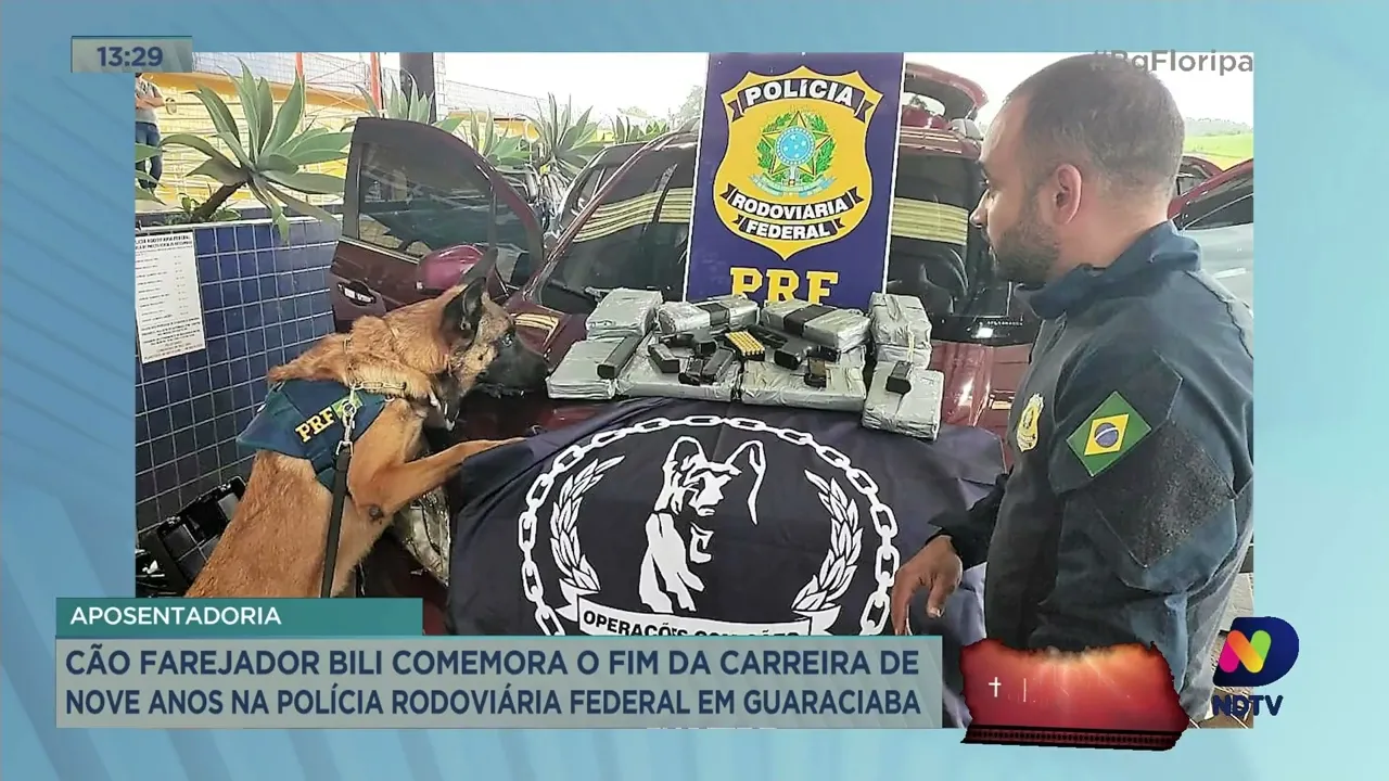 Cão farejador Bili se aposenta da PRF após 9 anos de bons serviços