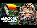Lagu AMAZÔNIA SELVAGEM | DOCUMENTÁRIO | ANIMAIS SELVAGENS da AMAZÔNIA | FLORESTA AMAZÔNICA | RIO AMAZONAS