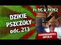 Download Lagu Dzikie pszczoły. Odc. 213
