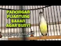 Download Lagu Pancingan Pijantung Pisang Gacor Agar Pijantung Bahan Cepat Bunyi Mbeset Rapat | Kicau Tembak
