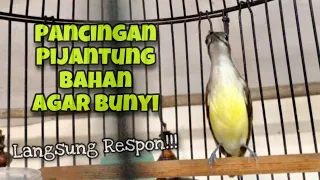 pancingan pijantung pisang gacor agar pijantung bahan cepat bunyi mbeset rapat kicau tembak