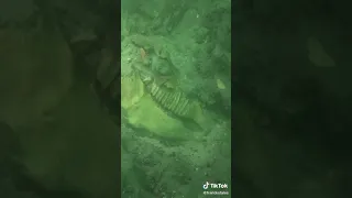 اكتشاف عظام لديناصور في المحيط 