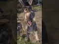 You Ain t Never Seen a DONKEY Fly Shrek Animal Friends