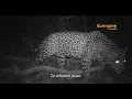 Download Lagu Hoe staat het met de Jaguar in Suriname?