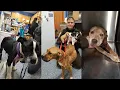 Bedford County authorities seize 26 dogs 71-year-old man faces animal cruelty charges