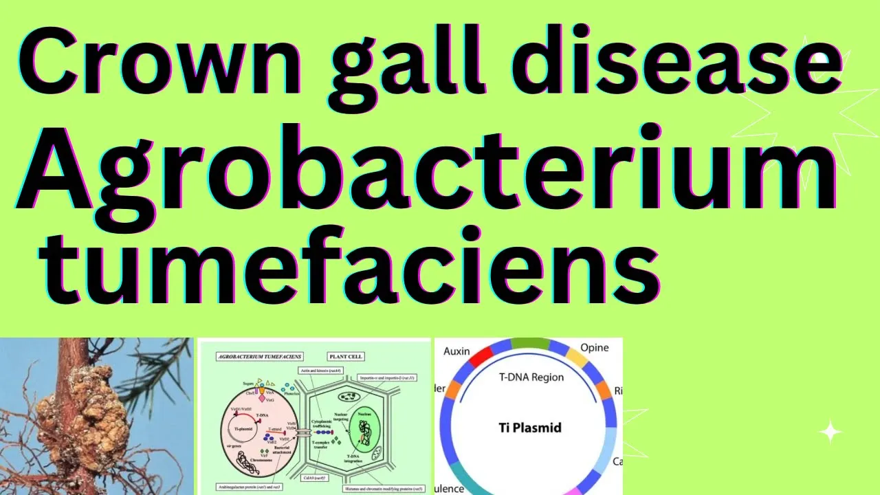 Crown gall disease in plants |Agrobacterium mediated gene transfer | Plant pathology