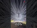 Download Lagu #shortsfeed Bana video bana #dj#insta #viralshorts