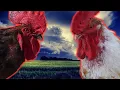 Can I Have More Multiple Roosters in a Flock Most Asked Questions