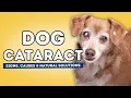 Cataracts in Dogs Signs Causes and Natural Solutions