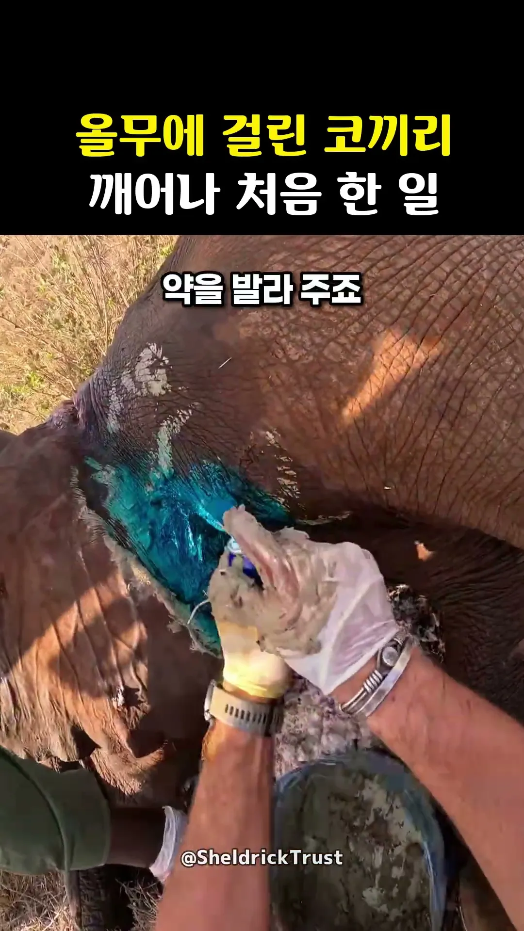 올무에 걸린 코끼리 깨어나 처음 한 일