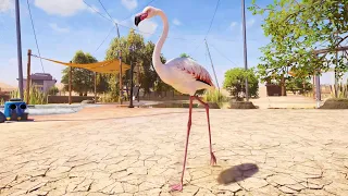 Planet Zoo 2 - Greater Flamingo Gameplay (PS5 UHD) [4K30FPS]