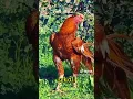 Download Lagu Ayam pelung thailand super jumbo