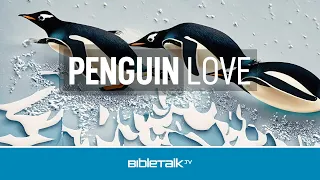 Penguin Love