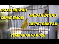 Download Lagu PANCINGAN PLECI ISIAN MEWAH BIKIN CEPAT EMOSI DAN BUKPAR