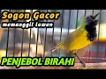 Download Lagu PANCINGAN SOGON GACOR NGKLEPER, SUARA BURUNG SOGON BIKIN NGAMUK SOGON TROTOL METALIK EMOSI #162
