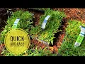 St Augustine Plug Grow Project How To Instal Step by Step