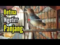 PRENJAK BETINA [ MASTERAN PRENJAK BETINA Ngetir Panjang Istimewa Suara jernih menggoda Jantan ]