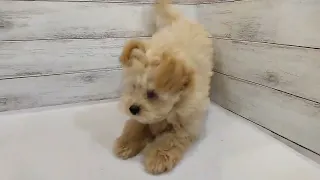                                      دندنها