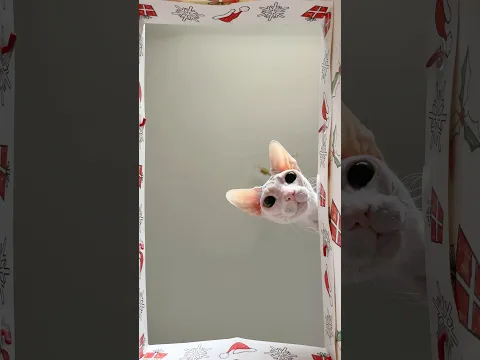 Nosey Cats😒 #sphynx #pets #cats #shorts