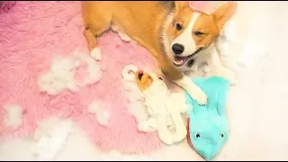 My Dog Destroyed Mr Paws