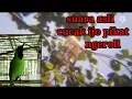 Download Lagu Suara asli burung pikat cucak ijo di alam liar
