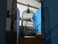 Burung Perkici Gacor full isian
