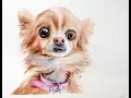 Watercolor Chihuahua Painting Demonstration
