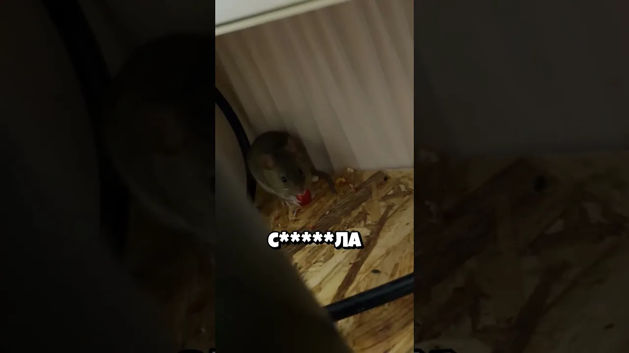 Неожиданный гость!