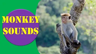 Monkey Sounds -  Beautiful Monkey Sounds || Animal Sounds.