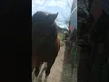 Download Lagu Tijana Soprenić play with horse, dancing, hih #energy practitioner sharer 🌌🪽🌐 enchanting fae 7FsB