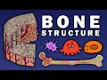 BONE STRUCTURE