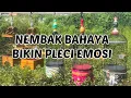 Masteran Pleci nembak bahaya