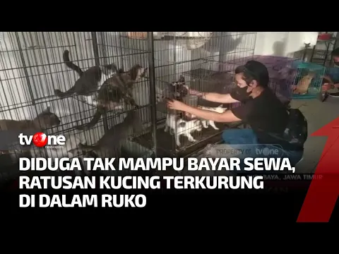 Ratusan Kucing Terkurung di Ruko Tanpa Makan& Minum