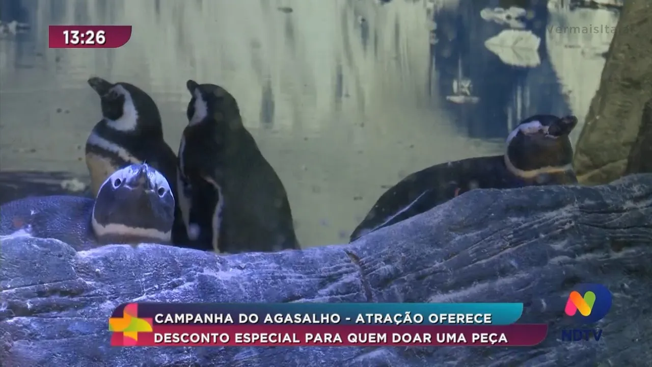 Campanha do Agasalho: Oceanic Aquarium oferece desconto especial para quem doar uma peça