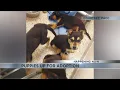 Over 25 puppies up for adoption at PACC