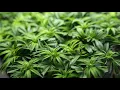 Curaleaf CEO talks about the outlook for cannabis and federal legalization