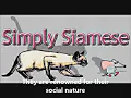 Siamese Kittens for Sale by Pets4You com