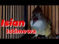 Download Lagu cucak jenggot gacor ngepik rapat full tembakan ||Isian istimewa
