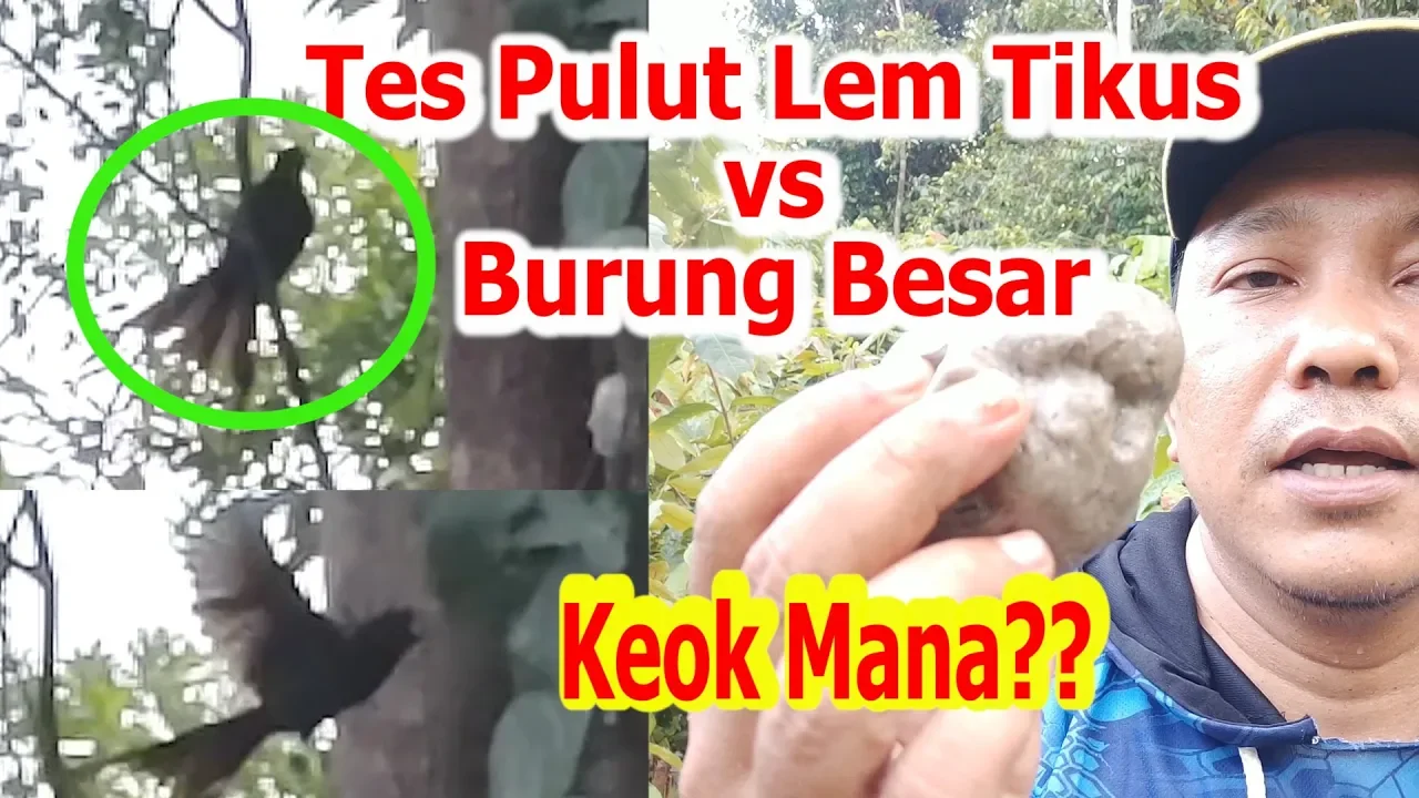 Bikin pulut buat mikat burung.. 