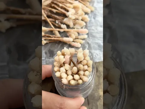 Wow! SMART idea and USEFUL #bushcraft #camping #outdoors #useful