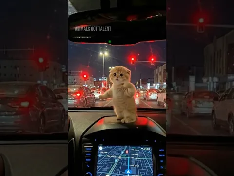Cute Kitten Did the Shake It Viral Dance in Traffic  #catdance #aicat #kittendance